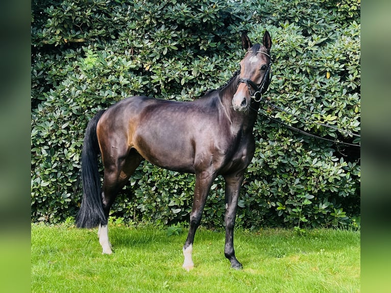 Cavallo da sella tedesco Giumenta 7 Anni 175 cm Baio nero in Melle