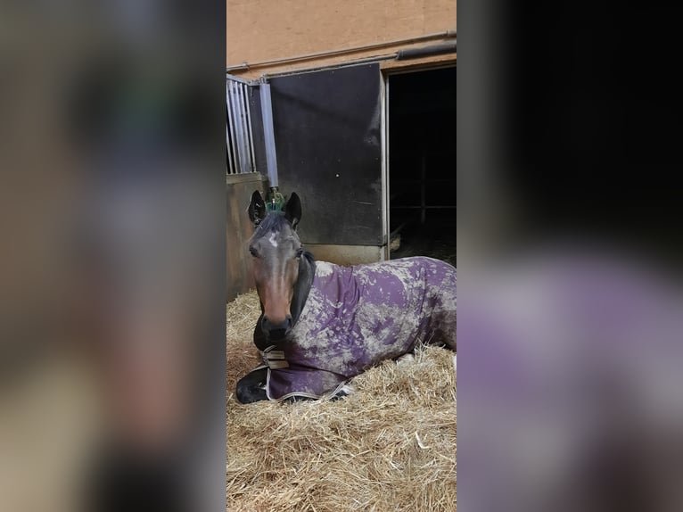 Cavallo da sella tedesco Giumenta 7 Anni 175 cm Baio scuro in Rot an der Rot