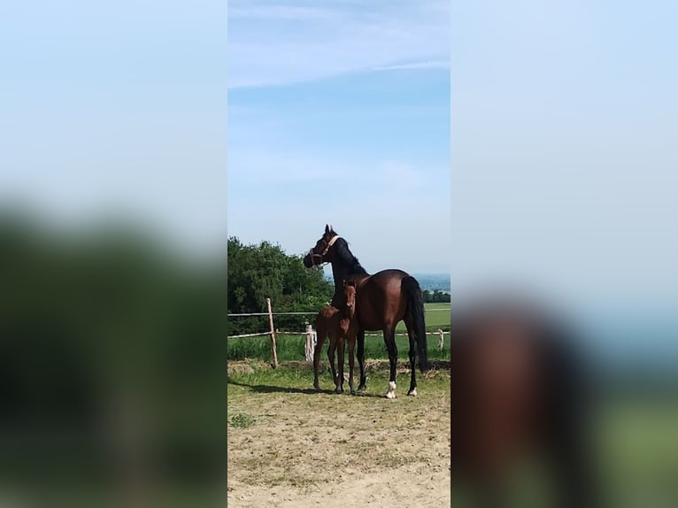 Cavallo da sella tedesco Giumenta 7 Anni 176 cm Baio in Ense