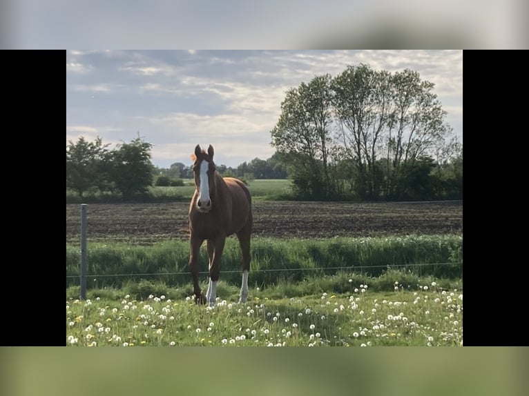 Cavallo da sella tedesco Giumenta 7 Anni 178 cm Sauro in Wobbenbüll