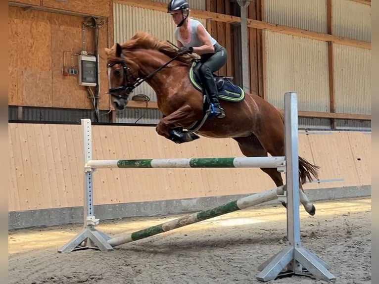 Cavallo da sella tedesco Giumenta 8 Anni 146 cm Sauro in Fehmarn