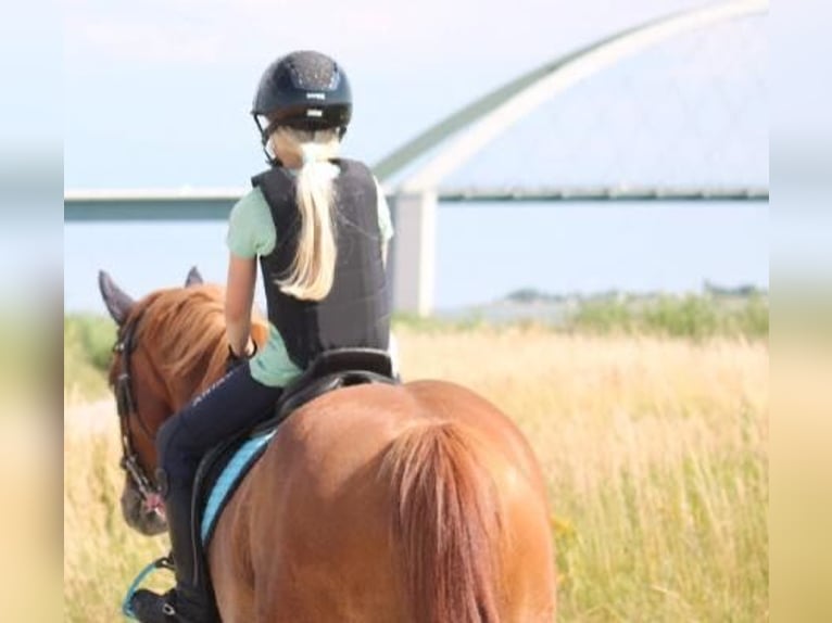 Cavallo da sella tedesco Giumenta 8 Anni 146 cm Sauro in Fehmarn