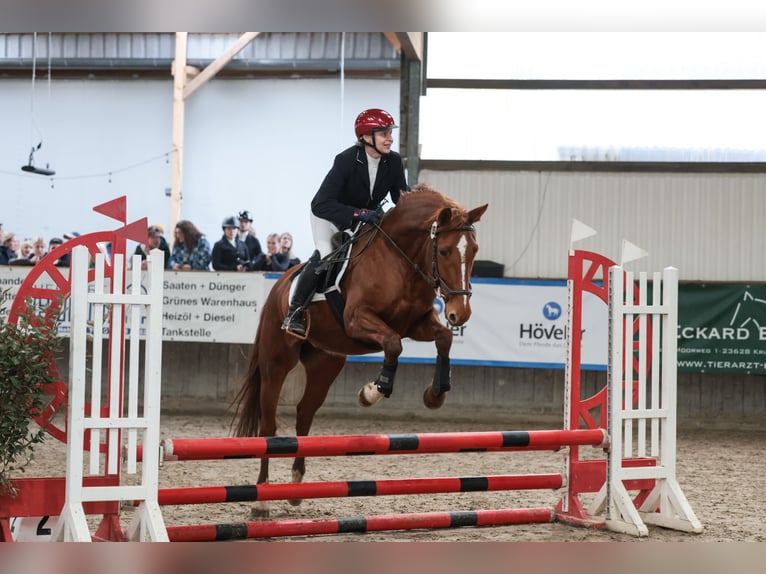 Cavallo da sella tedesco Giumenta 8 Anni 157 cm Sauro in Großharrie