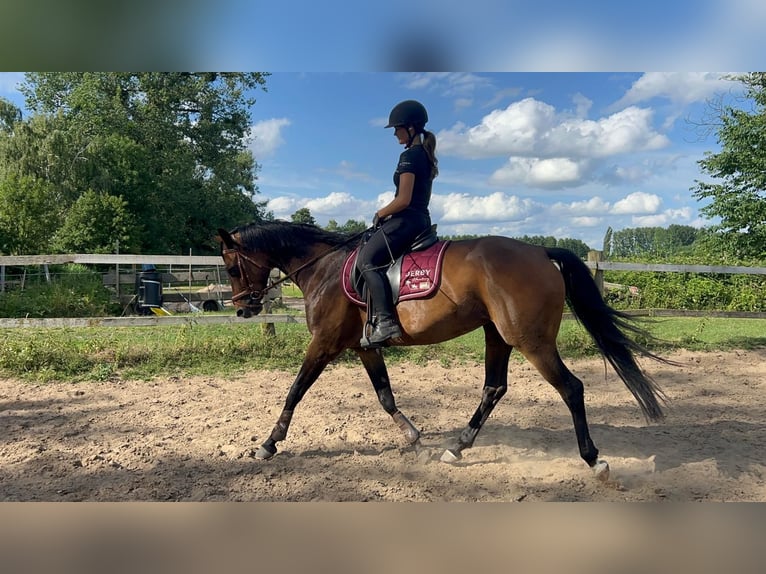 Cavallo da sella tedesco Giumenta 8 Anni 160 cm Baio in Hespe Levesen