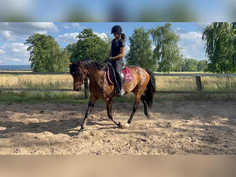 Cavallo da sella tedesco Giumenta 8 Anni 160 cm Baio in Hespe Levesen