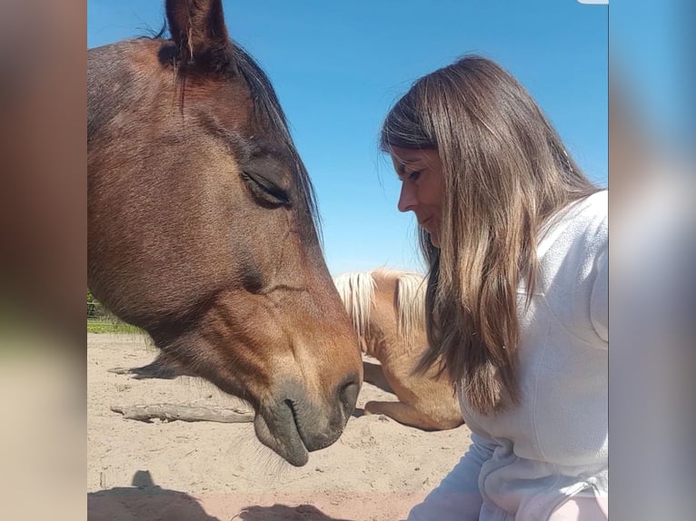 Cavallo da sella tedesco Giumenta 8 Anni 160 cm Baio in Obernkirchen