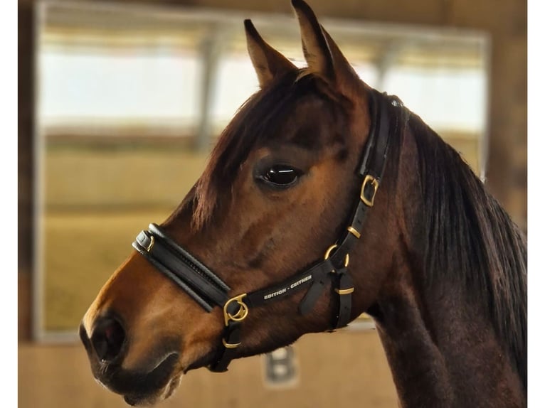 Cavallo da sella tedesco Giumenta 8 Anni 160 cm Baio in Obernkirchen