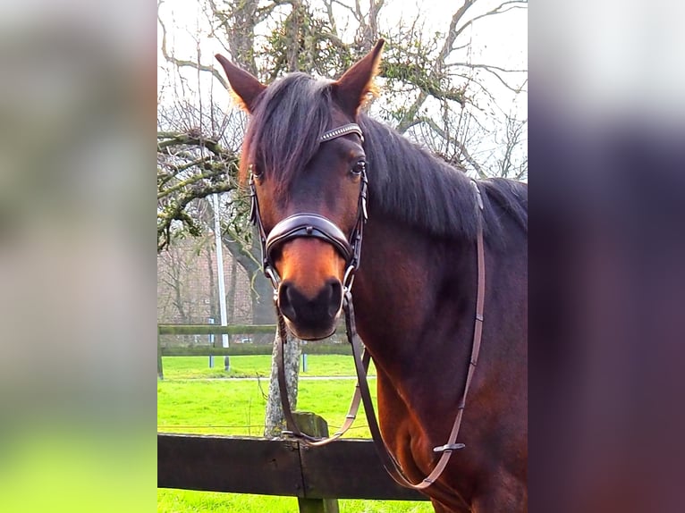 Cavallo da sella tedesco Giumenta 8 Anni 160 cm Baio in Obernkirchen