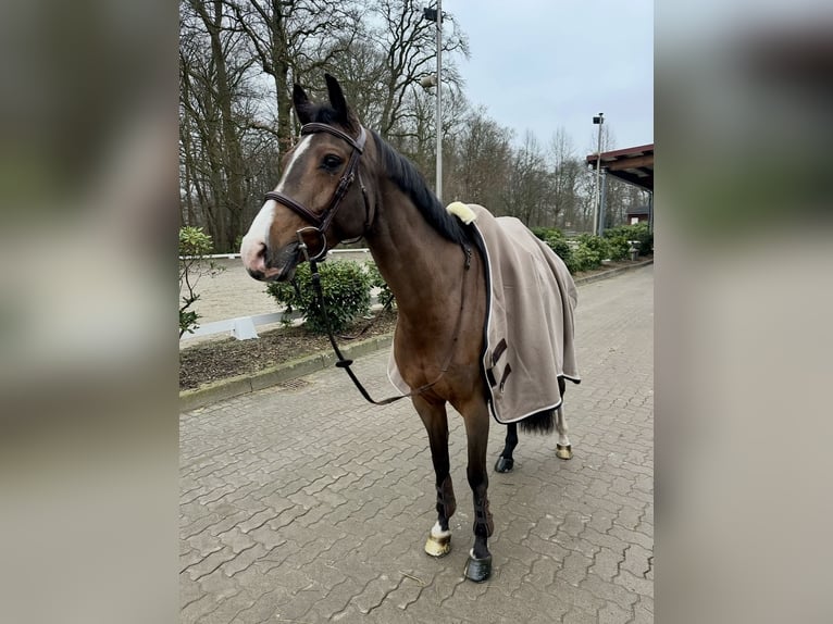Cavallo da sella tedesco Giumenta 8 Anni 164 cm Baio in Schenefeld