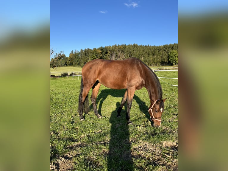 Cavallo da sella tedesco Giumenta 8 Anni 165 cm Baio in Eberhardzell