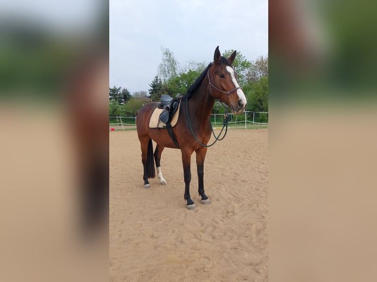 Cavallo da sella tedesco Giumenta 8 Anni 165 cm Baio in D&#xF6;beln