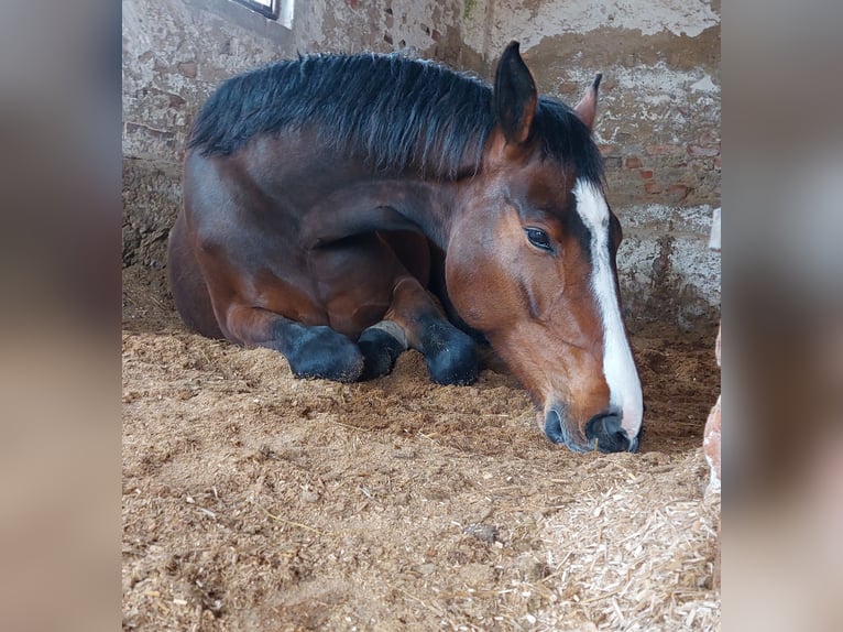 Cavallo da sella tedesco Giumenta 8 Anni 165 cm Baio in D&#xF6;beln