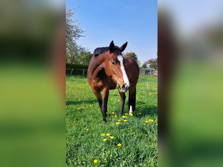 Cavallo da sella tedesco Giumenta 8 Anni 165 cm Baio in D&#xF6;beln