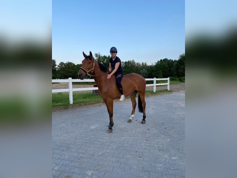 Cavallo da sella tedesco Giumenta 8 Anni 168 cm Baio in Düsseldorf