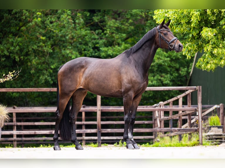 Cavallo da sella tedesco Giumenta 8 Anni 170 cm Baio scuro in Hulten