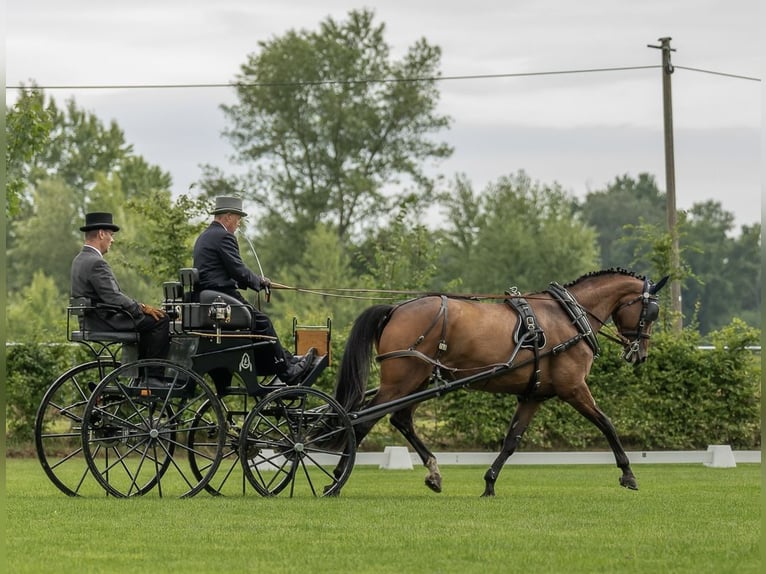 Cavallo da sella tedesco Giumenta 8 Anni 171 cm Baio in Meißenheim