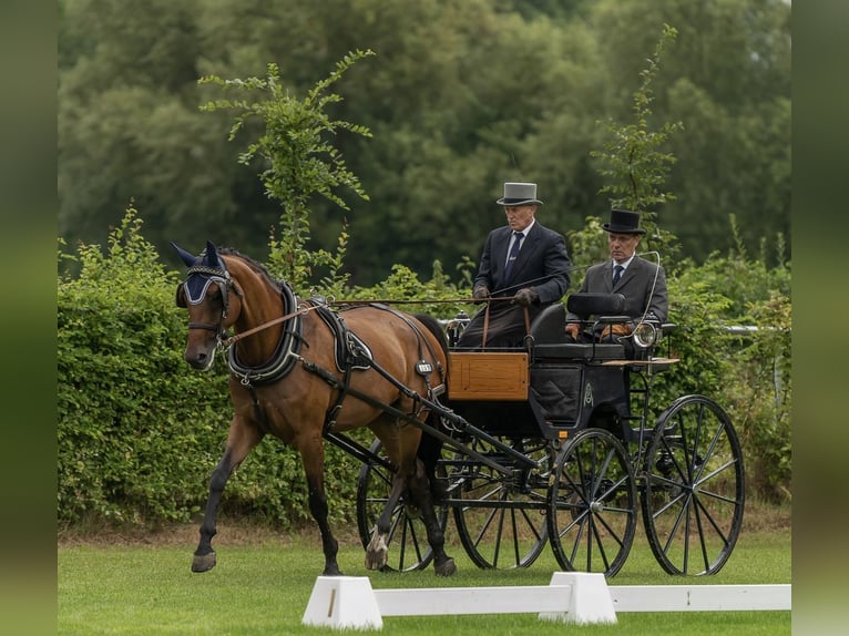Cavallo da sella tedesco Giumenta 8 Anni 171 cm Baio in Meißenheim