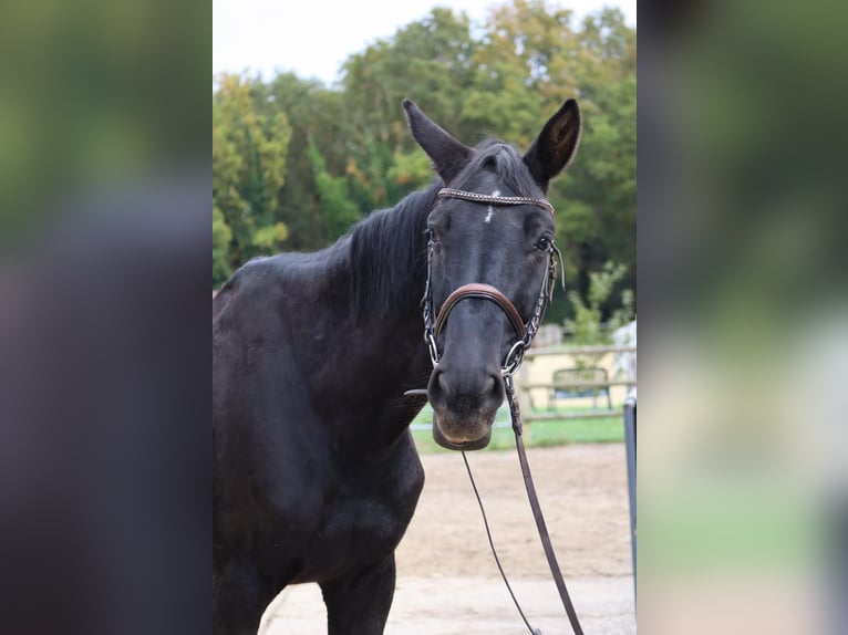 Cavallo da sella tedesco Mix Giumenta 9 Anni 152 cm Baio in Nettetal
