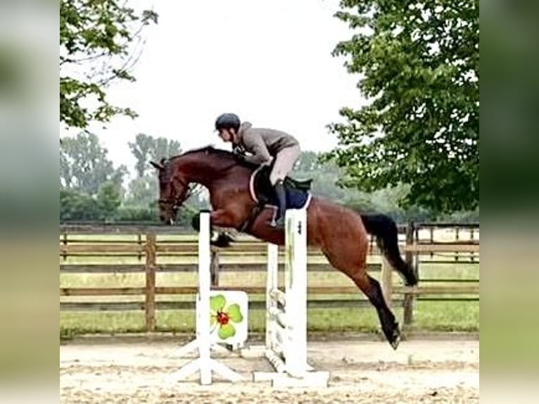 Cavallo da sella tedesco Giumenta 9 Anni 160 cm Baio in Büttelborn