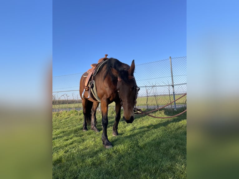 Cavallo da sella tedesco Mix Giumenta 9 Anni 161 cm Baio in Waldfeucht