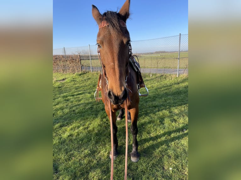 Cavallo da sella tedesco Mix Giumenta 9 Anni 161 cm Baio in Waldfeucht