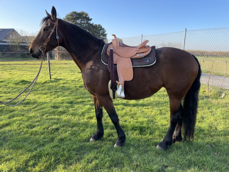 Cavallo da sella tedesco Mix Giumenta 9 Anni 161 cm Baio in Waldfeucht