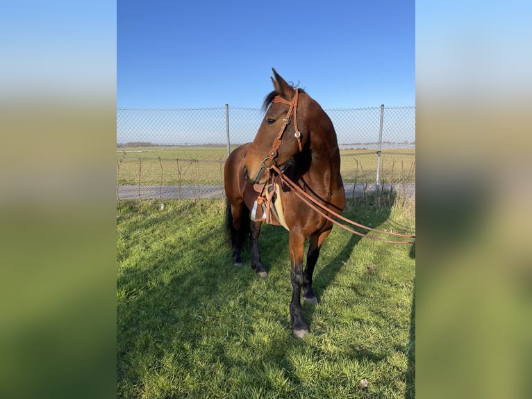 Cavallo da sella tedesco Mix Giumenta 9 Anni 161 cm Baio in Waldfeucht