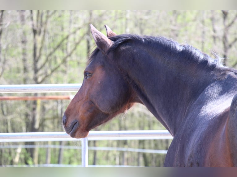 Cavallo da sella tedesco Giumenta 9 Anni 162 cm Baio in Bergland