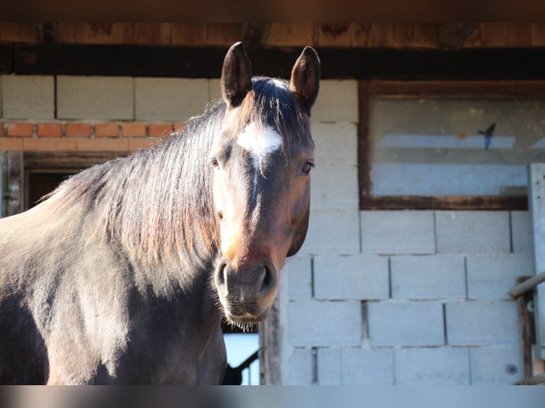 Cavallo da sella tedesco Giumenta 9 Anni 162 cm Baio in Bergland