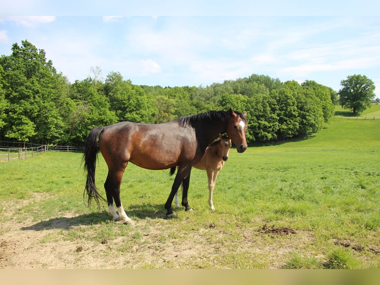 Cavallo da sella tedesco Giumenta 9 Anni 162 cm Baio in Bergland