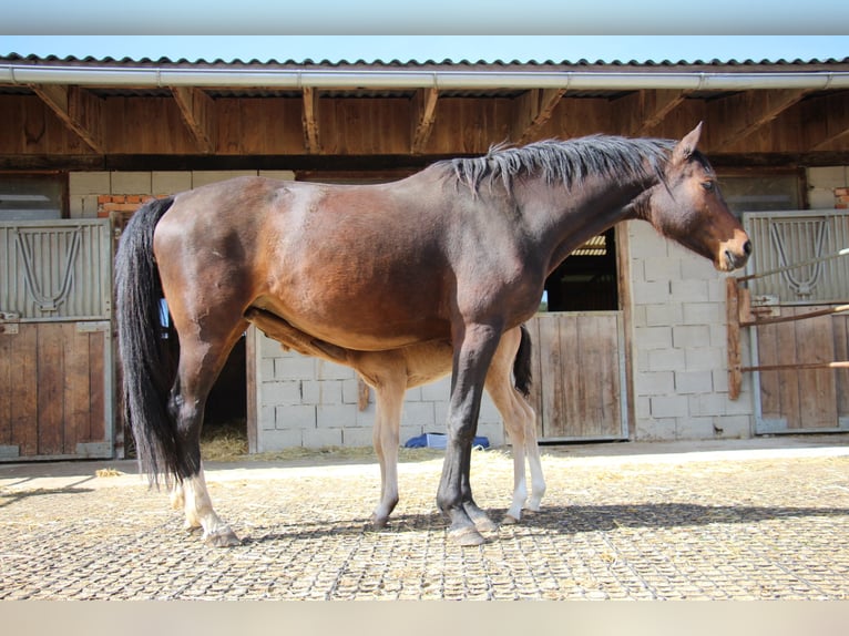 Cavallo da sella tedesco Giumenta 9 Anni 162 cm Baio in Bergland