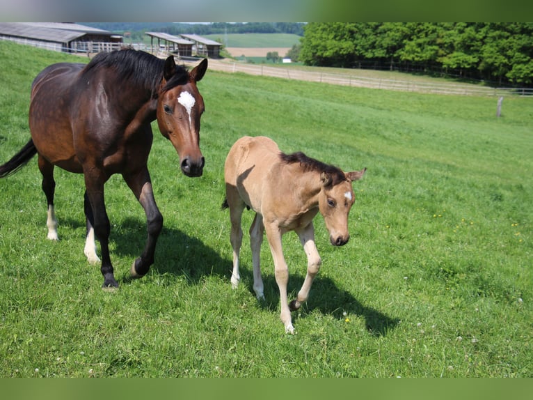 Cavallo da sella tedesco Giumenta 9 Anni 162 cm Baio in Bergland