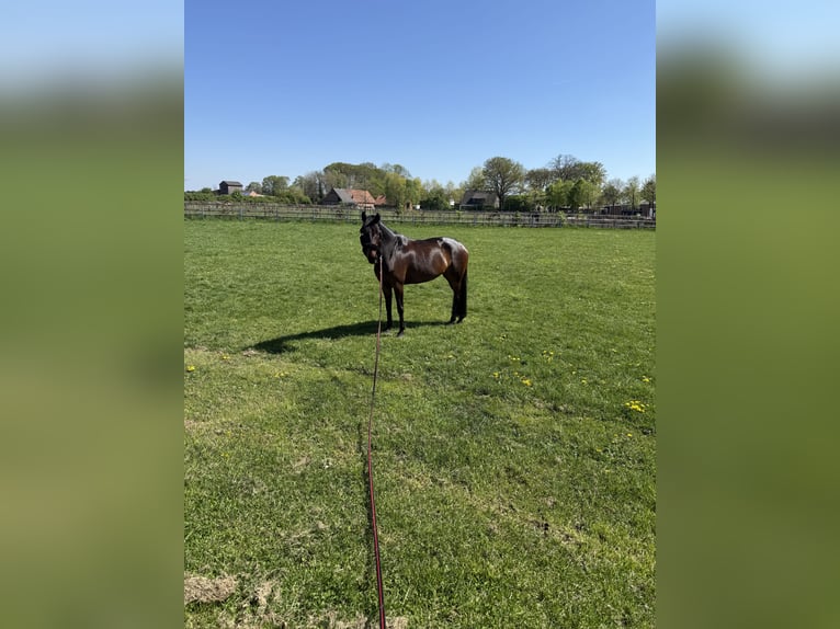 Cavallo da sella tedesco Giumenta 9 Anni 162 cm Baio scuro in Vechta