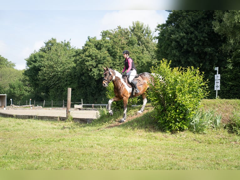 Cavallo da sella tedesco Giumenta 9 Anni 164 cm Pezzato in Freiburg im Breisgau