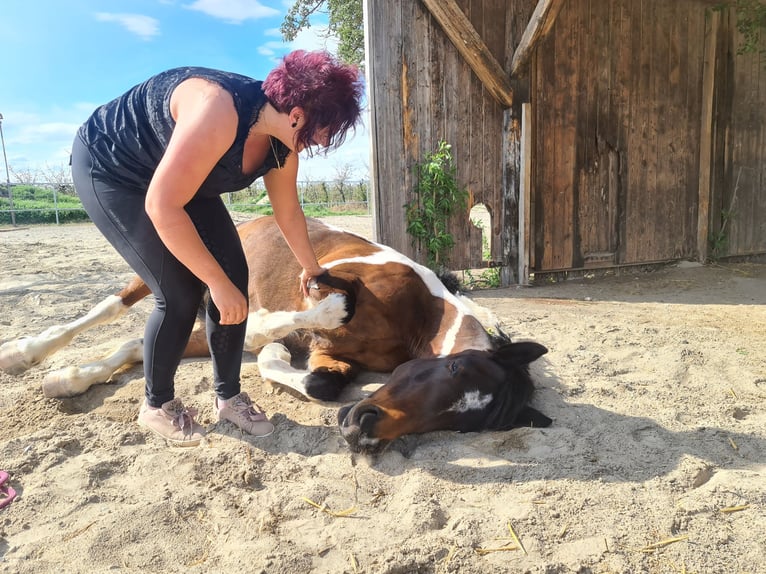 Cavallo da sella tedesco Giumenta 9 Anni 164 cm Pezzato in Freiburg im Breisgau