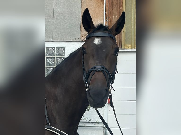 Cavallo da sella tedesco Giumenta 9 Anni 165 cm Baio in Osnabr&#xFC;ck