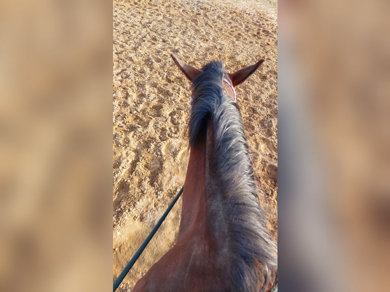 Cavallo da sella tedesco Giumenta 9 Anni 165 cm Baio in Döbeln Cavallo da sella tedesco Giumenta 9 Anni 165 cm Baio in Döbeln