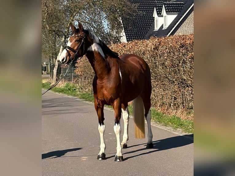 Cavallo da sella tedesco Giumenta 9 Anni 165 cm Pezzato in Someren