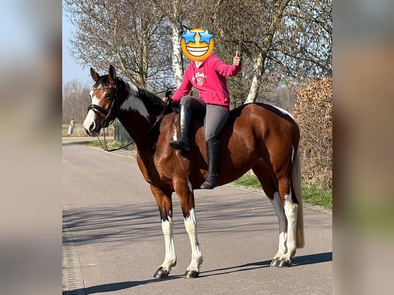 Cavallo da sella tedesco Giumenta 9 Anni 165 cm Pezzato in Someren