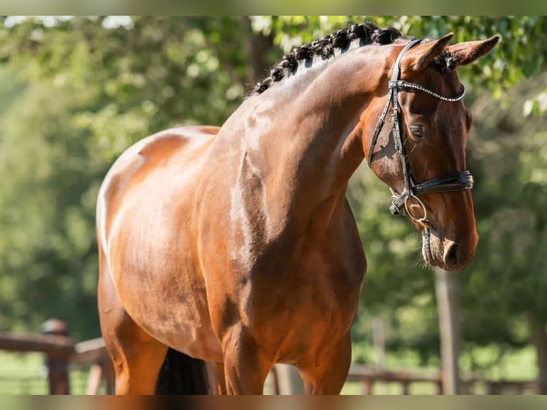 Cavallo da sella tedesco Giumenta 9 Anni 166 cm Baio in Sankt Vith