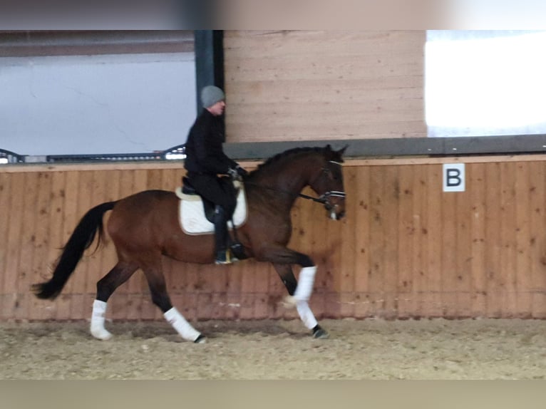 Cavallo da sella tedesco Giumenta 9 Anni 167 cm Baio in Tągowie