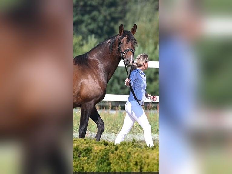 Cavallo da sella tedesco Giumenta 9 Anni 167 cm Baio in Tągowie