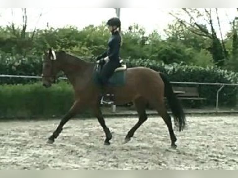 Cavallo da sella tedesco Giumenta 9 Anni 168 cm Baio in Homburg