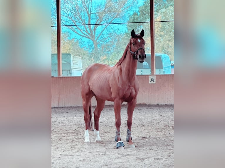 Cavallo da sella tedesco Giumenta 9 Anni 168 cm Sauro in Mörlenbach
