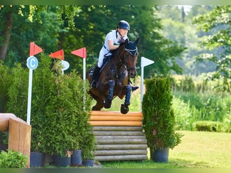 Cavallo da sella tedesco Giumenta 9 Anni 169 cm Baio scuro in Dorsten