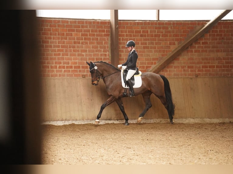 Cavallo da sella tedesco Giumenta 9 Anni 169 cm Baio scuro in Dorsten