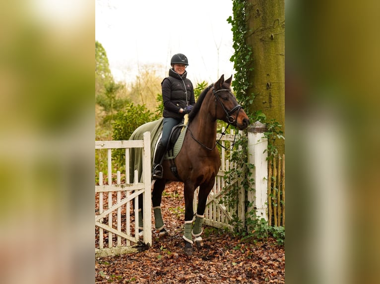 Cavallo da sella tedesco Giumenta 9 Anni 169 cm Baio scuro in Dorsten