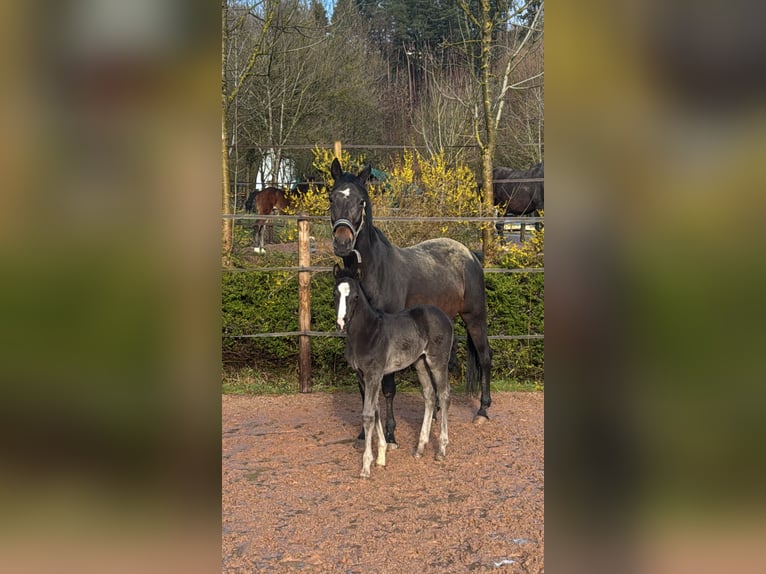 Cavallo da sella tedesco Giumenta Puledri (02/2026) 170 cm Morello in MurrhardtMurrhardt