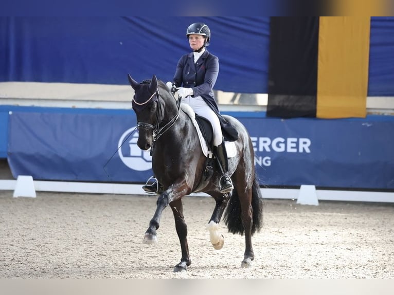 Cavallo da sella tedesco Giumenta Puledri (02/2026) 170 cm Morello in MurrhardtMurrhardt