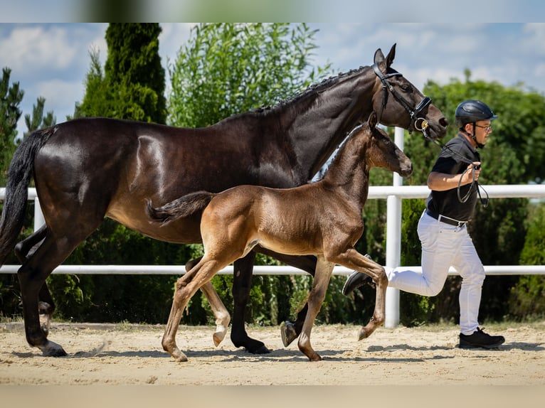 Cavallo da sella tedesco Giumenta Puledri (05/2026) 170 cm Morello in Wysin